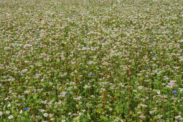 Buckwheat (Fagopyrum esculentum), close-up view of a dense field full of flowering plants, Mülben,