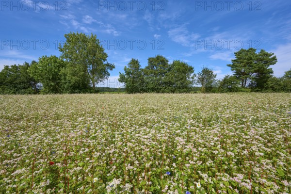 Buckwheat (Fagopyrum esculentum), field under blue sky, surrounded by trees, Mülben, Waldbrunn,