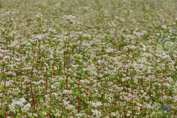 Dense field of flowering buckwheat (Fagopyrum esculentum), with bright flora, Mülben, Waldbrunn,