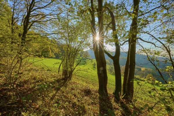 Sunbeams fall through the leaves of a forest and create a peaceful, shady ambience, Vöckelsbach,