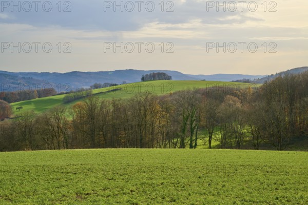Hilly landscape with green fields and trees under a cloudy sky, Winterkasten, Lindenfels,
