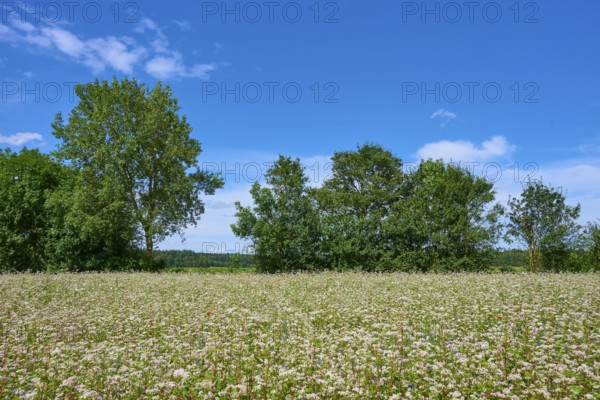 Buckwheat (Fagopyrum esculentum), in the sunshine, trees in the background, blue sky, Mülben,