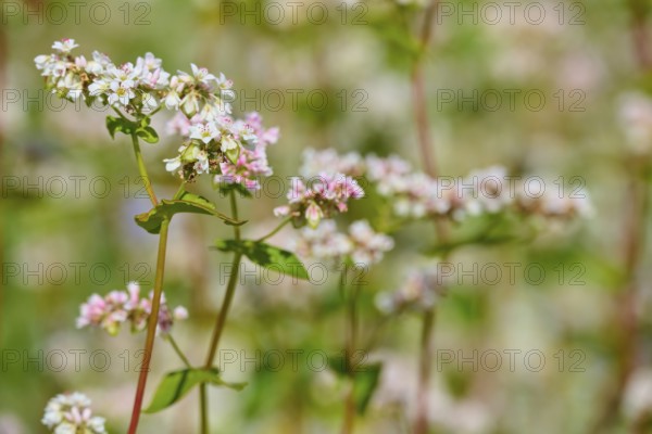 Buckwheat (Fagopyrum esculentum), flowers in pastel colours in close-up with blurred background,