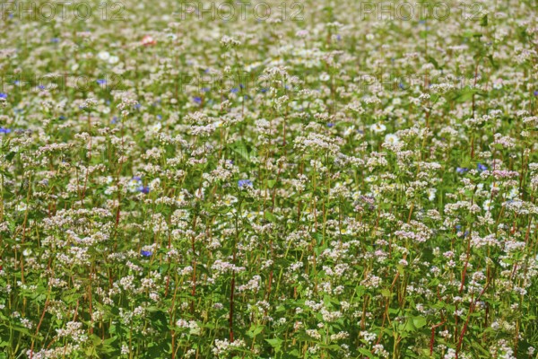 Buckwheat (Fagopyrum esculentum), with numerous flowers Mülben, Waldbrunn, Neckar-Odenwald-Kreis,