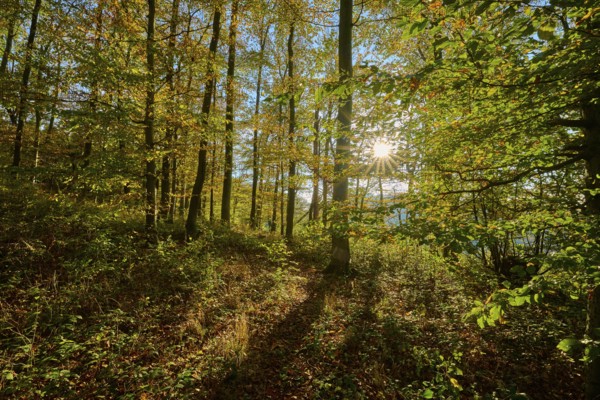 Autumn sunlight penetrates the trees of a forest and creates a quiet, warm atmosphere, Vöckelsbach,