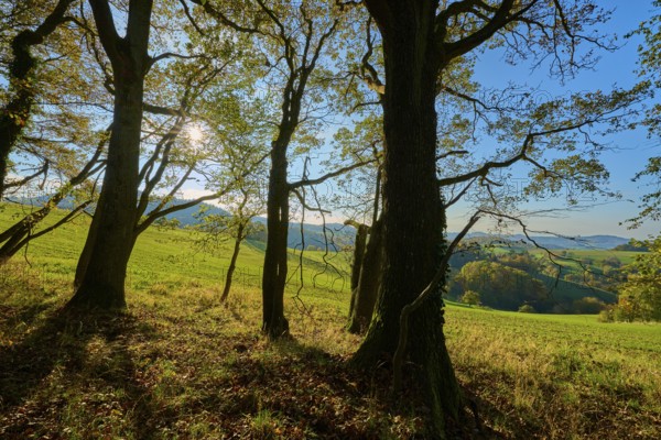 Trees cast shadows in a meadow under sunny sky, Vöckelsbach, Mörlenbach, Bergstrasse district,