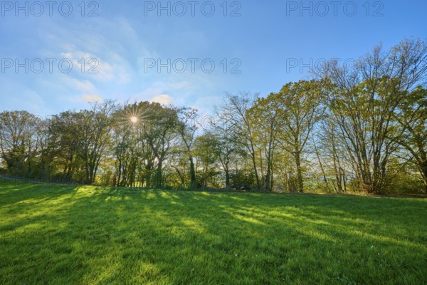 Rays of sunlight penetrate a row of trees casting shadows on a green meadow, Vöckelsbach,