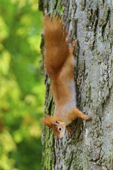 Eurasian squirrel (Sciurus vulgaris), climbing upside down on a tree trunk, surrounded by green
