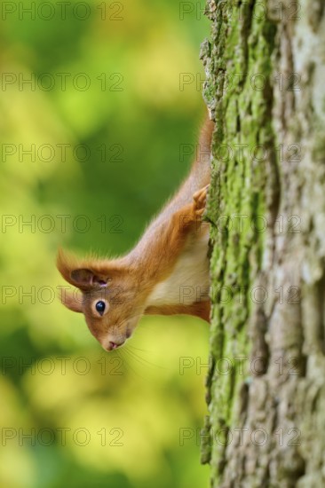 Eurasian squirrel (Sciurus vulgaris), peering upside down from a tree into a living forest, Germany