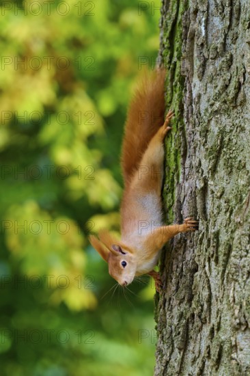 Eurasian squirrel (Sciurus vulgaris), vivaciously climbing a tree upside down, framed by autumn