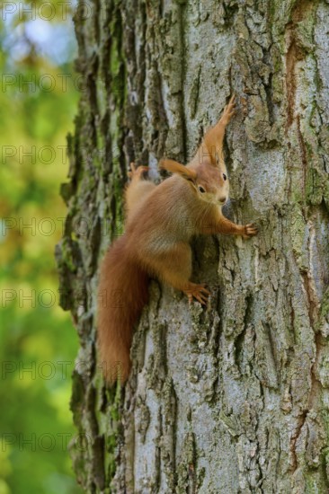 Eurasian squirrel (Sciurus vulgaris), climbing sideways on a tree with an expressive gaze, Germany