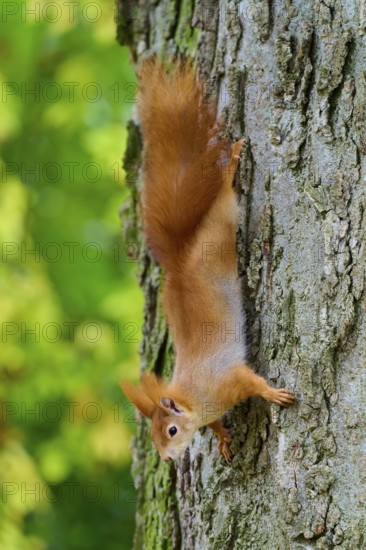 Eurasian squirrel (Sciurus vulgaris), showing skilful agility while climbing upside down on a tree