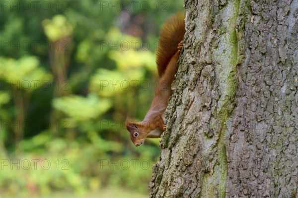 Eurasian squirrel (Sciurus vulgaris), exploring upside down tree trunk with green background,