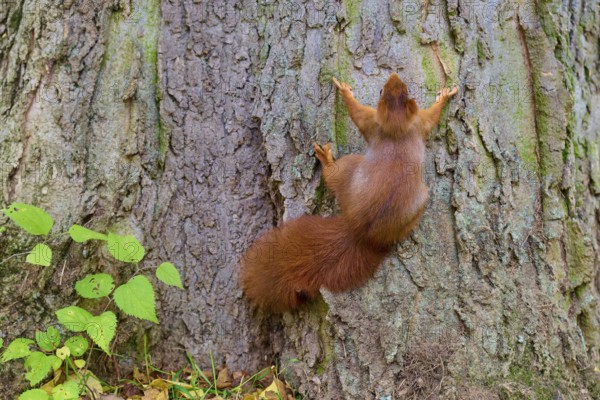 Eurasian squirrel (Sciurus vulgaris), clinging to the rough bark of a tree trunk in the forest,