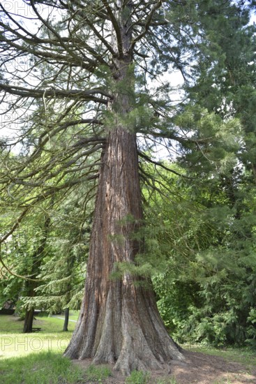 Old sequoia tree (Sequoioideae) in Putbus Castle Park, Rügen, Mecklenburg-Western Pomerania,