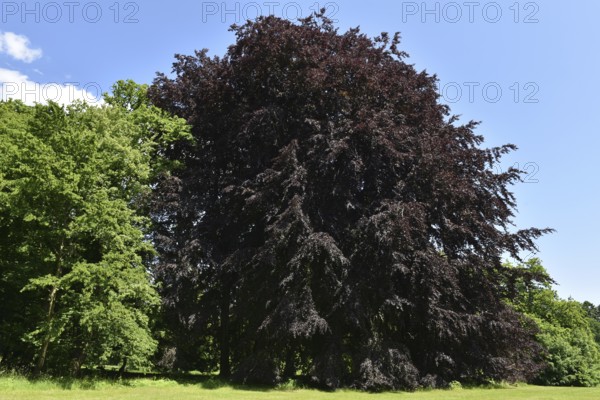 Old copper beech, (Fagus sylvatica f. purpurea) in Putbus Castle Park, Rügen, Mecklenburg-Western