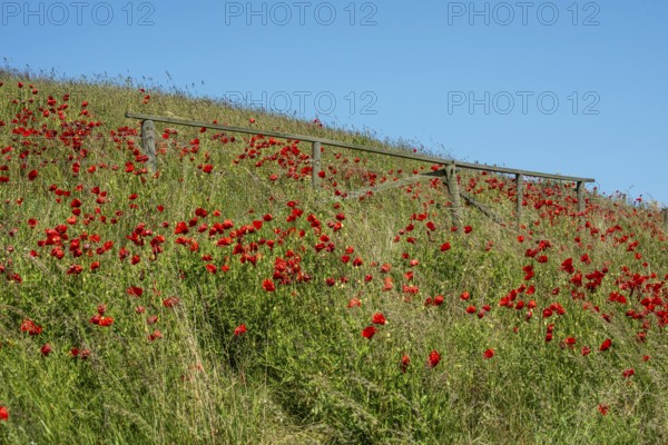 Flowering poppies on the slopes of Kåseberga ridge, Kåseberga, Ystad municipality, Skåne county,