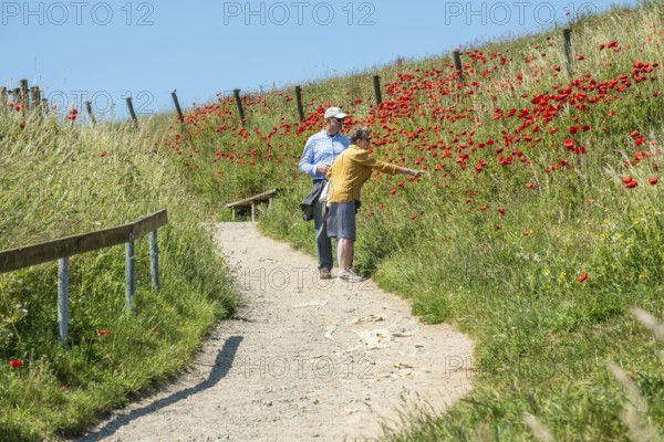Elderly couple admires blooming poppies on the slopes of Kåseberga ridge, Kåseberga, Ystad