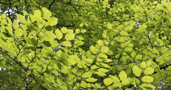 Beech forest, branches with green leaves in the sun, forestry, Mondseeland, Salzkammergut, Upper