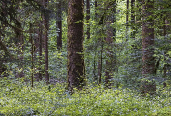 Mixed forest with densely overgrown forest floor, forestry, Mondseeland, Salzkammergut, Upper
