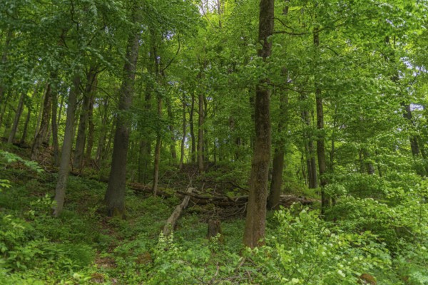 GEO nature park Park Frau Holle Land am Meissner, deciduous forest with deadwood, low mountain