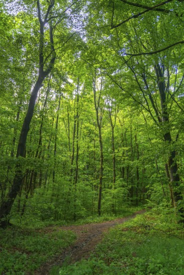 GEO nature park Park Frau Holle Land am Meissner, deciduous forest with hiking trail, low mountain