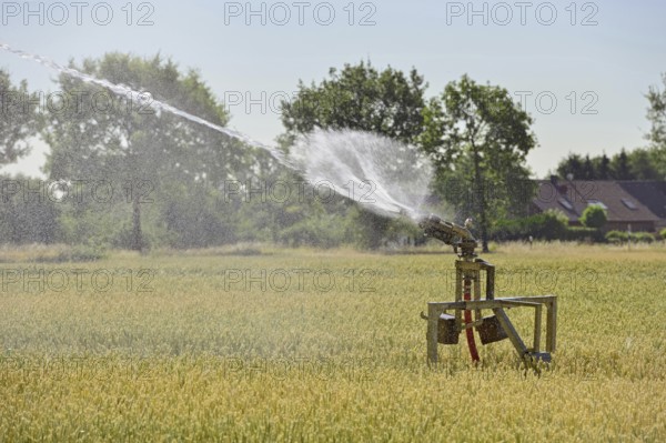 Water shortage... Sprinkler wagon waters a grain field in midsummer, drought, field irrigation,