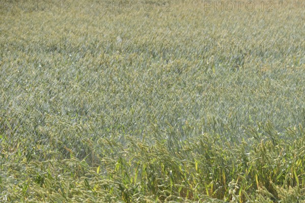Artificial rain... Irrigation of a wheat field, wheat field during a drought summer, hot summer,