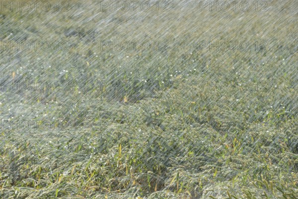 Cool wet... Irrigation (record summer, heatwave summer 2018), artificial irrigation of a grain