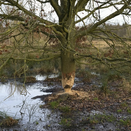Gnawed oak... Beaver (Castor fiber), gnawing marks, gnawing marks of a beaver on an oak, tree