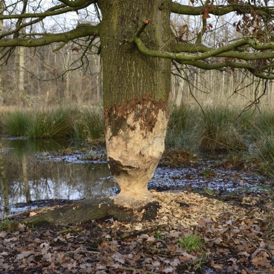 Feeding traces... Beaver (Castor fiber), tree (oak) gnawed by the beaver, typical hourglass shape,