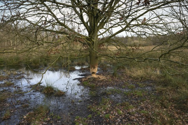 Unrecognisable feeding marks... Beaver (Castor fiber), tree gnawed by the beaver, oak, typical