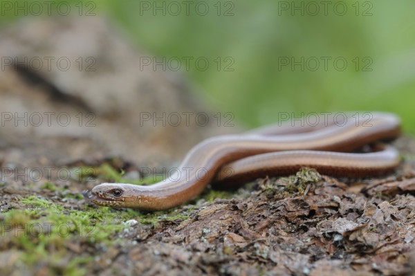 Darting... Slow worm (Anguis fragilis), not a snake, belongs to the lizards, native, common,