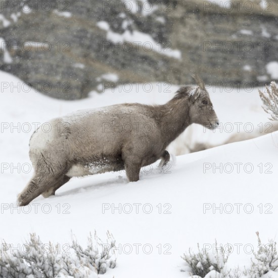 Mountain habitat... Bighorn sheep (Ovis canadensis) in winter during snowfall, struggles up a