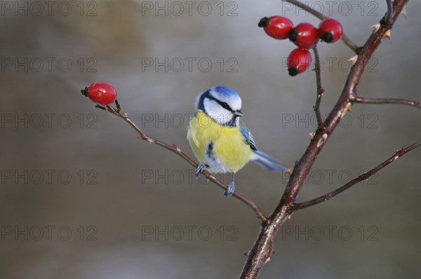 Blue tit (Cyanistes caeruleus), sitting on a dog rose branch between red rose hips, well-known and