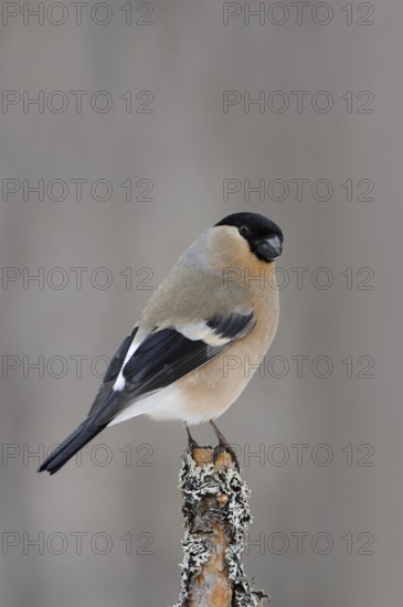On the lookout... Bullfinch, Bullfinch (Pyrrhula pyrrhula), female, perched on top of a branch in
