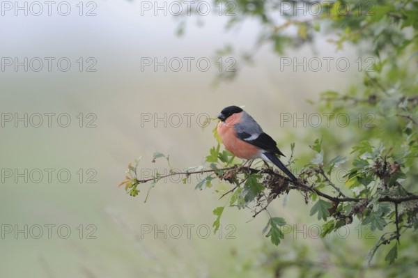 Rose-red... Bullfinch, also called bullfinch because of its chimney-red breast (Pyrrhula pyrrhula)
