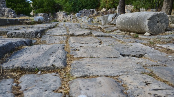 Ancient paved path with column remains and trees in a ruined environment, Archaeological Site,