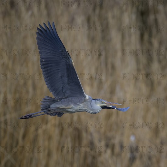 Grey heron (Ardea cinerea), in flight in front of reeds, evening light, Neckar valley,