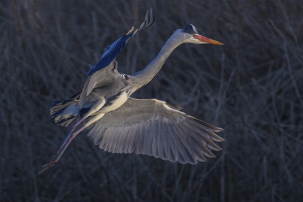 Grey heron (Ardea cinerea), in flight, evening light, grazing light, Neckar valley,