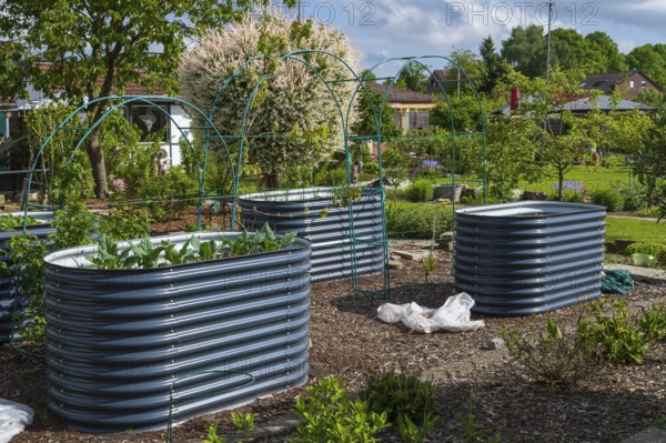 Raised beds with plants in an allotment garden, allotment garden, spring, North Rhine-Westphalia,