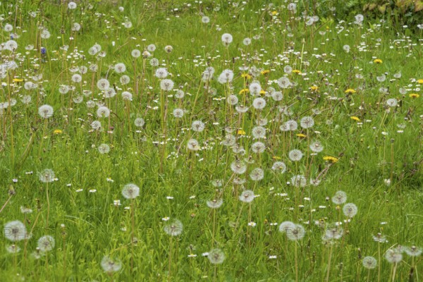 Meadow with faded dandelions (Taraxacum), dandelions, North Rhine-Westphalia, Germany