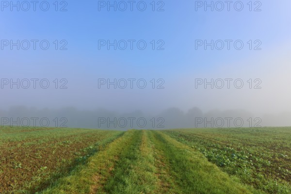 Fields under a clear sky with fog in the background, Mönchberg, Miltenberg, Spessart, Bavaria,