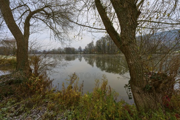 River bank lined with plants, trees by the water, peaceful atmosphere, Laudenbach, Main, Spessart,