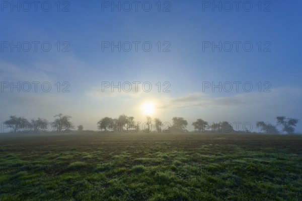 Foggy sunrise over a green meadow, trees silhouetted in the morning light, Mönchberg, Miltenberg,