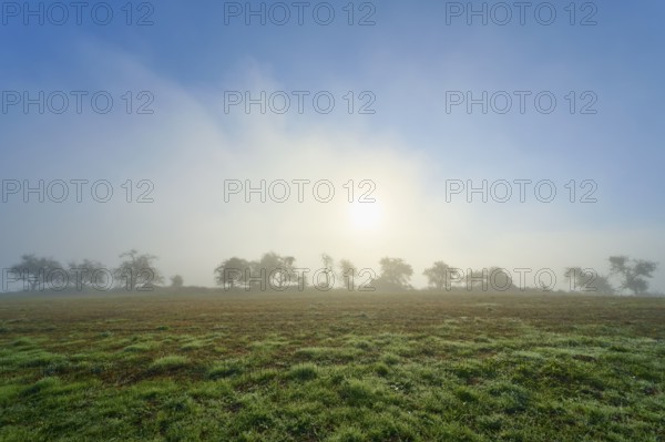 Foggy morning with light sunlight, meadow with trees in the haze, Mönchberg, Miltenberg, Spessart,