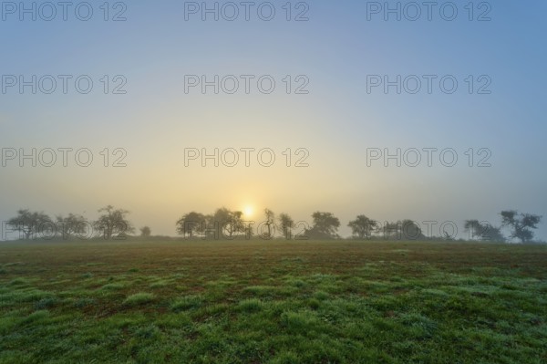 Foggy sunrise over a meadow, trees in the background, calm morning atmosphere, Mönchberg,