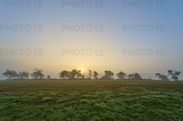 Trees in the morning haze with sunrise in the background, peaceful, Mönchberg, Miltenberg,