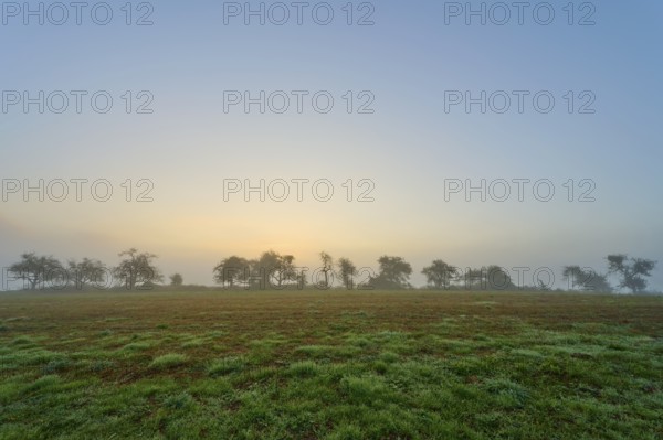 Row of trees in the fog at sunrise, quiet landscape, Mönchberg, Miltenberg, Spessart, Bavaria,