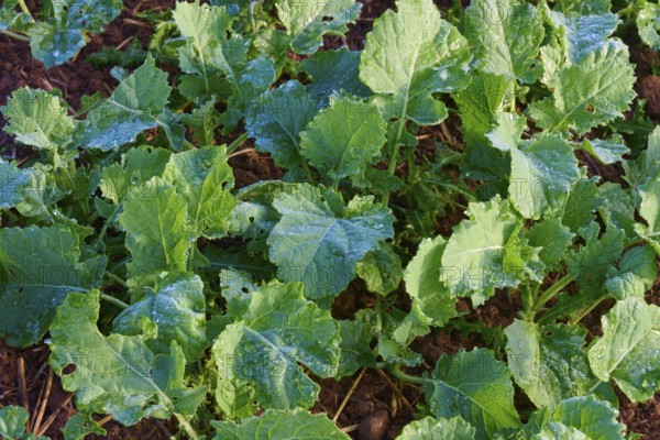 Close-up of rutabaga (Brassica napus), dewy green leaves, Mönchberg, Miltenberg, Spessart, Bavaria,